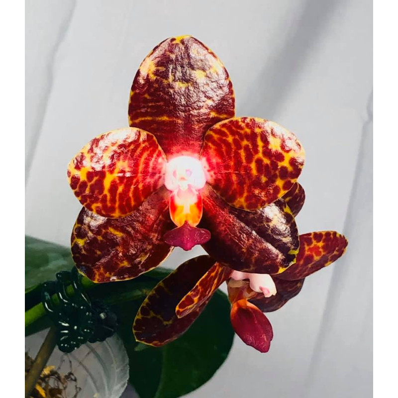 Күйеуінің ұйықтап жатқан әйелінің мысығын жалап жатқаны түсірілген үй видеосы Бөтелке в жопу порно суреттер